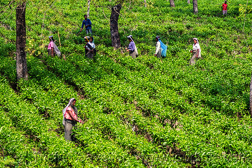 women harvesting tea leaves - tea plantation (india), agriculture, farming, tea harvesting, tea leaves, tea plantation, tea plucking, west bengal, women, working
