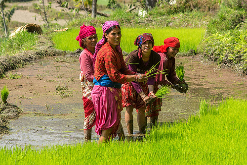 women transplanting rice - paddy field (nepal), agriculture, rice paddies, rice paddy fields, terrace farming, terraced fields, transplanting, women