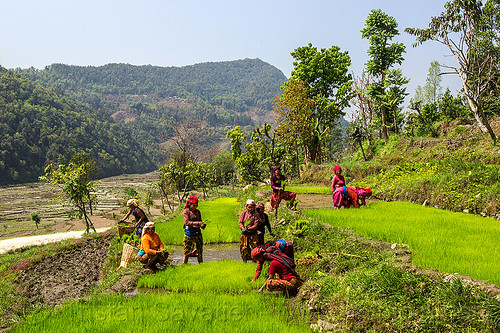 women working in rice field - transplanting rice (nepal), agriculture, rice fields, rice nursery, rice paddies, rice paddy fields, terrace farming, terraced fields, transplanting rice, women, working