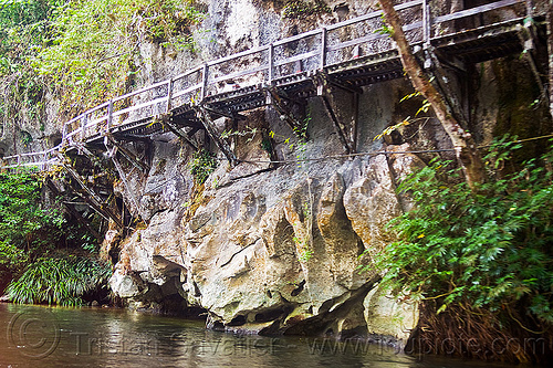 wooden walkway along river cliff, borneo, cliff, gunung mulu national park, hiking, jungle, lumber, malaysia, melinau river, pathway, plant, rain forest, rock, sungai melinau, trail, trekking, walkway, wooden