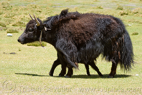 yak cow and calf, baby cow, baby yak, calf, ladakh, mother, nursing, suckling