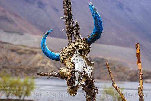 yak skull with horns painted blue (nepal), annapurnas, blue, kali gandaki valley, mountains, painted, skeleton, yak skull