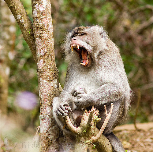 yawning macaque monkey, canine teeth, forest, lombok, macaque monkey, mouth, rainforest, sitting, tree, wild monkey, wildlife, yawning