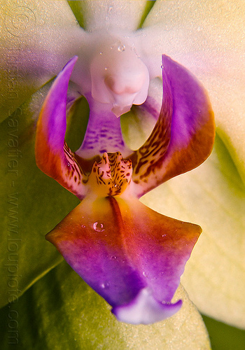 yellow moth orchid, closeup, colorful, dew, orchid flower, phalaenopsis amabilis, plants, purple, sensuality, spots, spotted, water droplets, yellow moth orchid