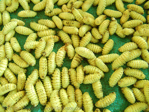 yellow silk-producing insect larvas (vietnam), edible bugs, edible insects, entomophagy, food, larva, larvae, moths, nhong tam, nhộng tằm, prepupal, saturniidae, silk worms, vietnam, yellow