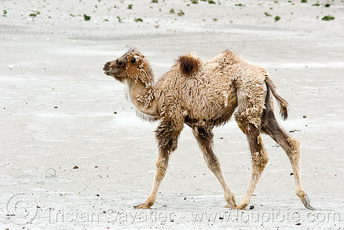 young camel - nubra valley - ladakh (india), camel herd, double hump camel, hundar, india, ladakh, nubra valley, sand
