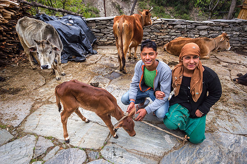 young couple with calf (india), baby animal, baby cow, calf, cows, janki chatti, rope