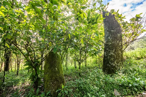 ancient toraja megalith memorial stones (menhirs), megaliths, memorial stones, menhirs, moss, mossy, simbuang batu, tana toraja