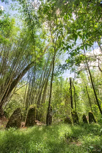ancient toraja megalith memorial stones (menhirs) in bamboo forest, megaliths, memorial stones, menhirs, moss, mossy, simbuang batu, tana toraja