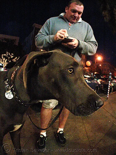 big dog (san francisco), big dog, fisheye, great dane, man