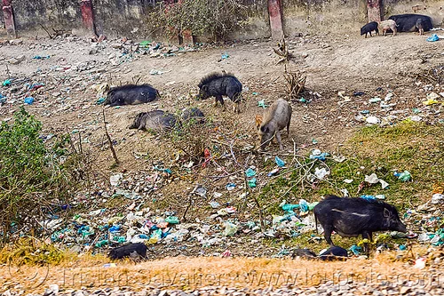 22 photos of pigs - Album