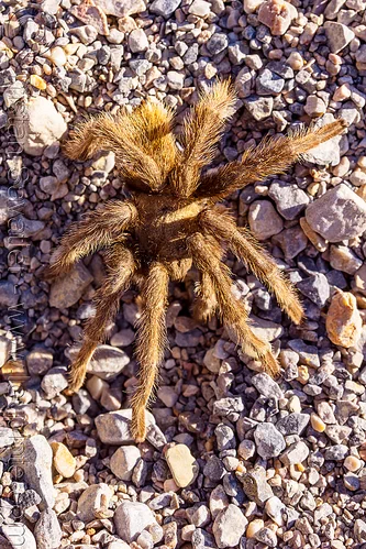 brown tarantula spider (death valley), brown, closeup, death valley, grotto canyon, spider, tarantula, wildlife