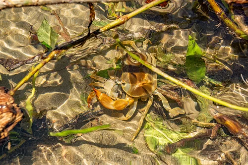 cannibal river crab, cannibal, cannibalism, eating, poso river, river crab