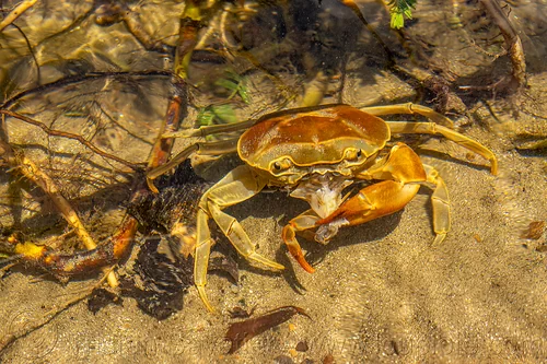 cannibal river crab, cannibal, cannibalism, eating, poso river, river crab