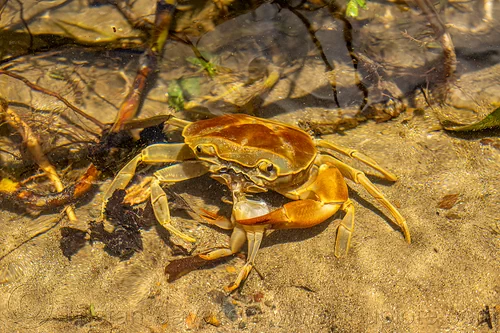 cannibalism in river crabs, cannibal, cannibalism, eating, poso river, river crab