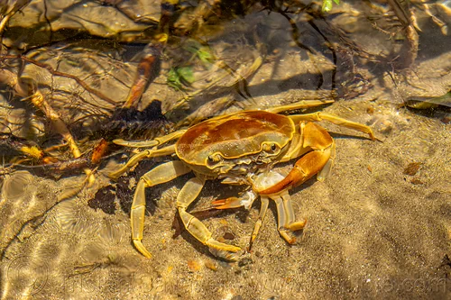cannibalism - river crab, cannibal, cannibalism, eating, poso river, river crab