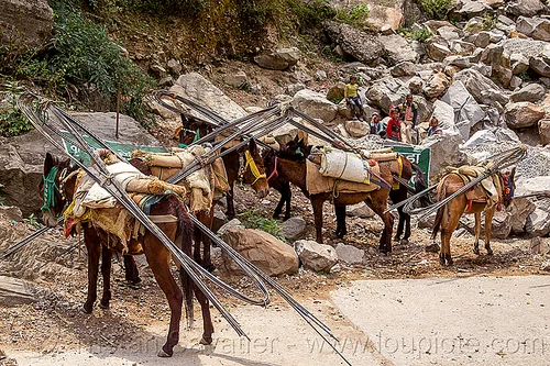 caravan of pack horses carrying rebars (india), alaknanda valley, caravan, carrying, govindghat, mountains, mules, pack animals, pack horses, rebars, road, working animals