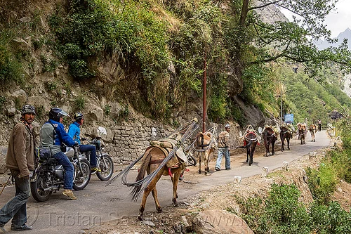 caravan of pack horses carrying rebars on mountain road (india), alaknanda valley, caravan, carrying, govindghat, motorcycle touring, motorcycles, mountains, mules, pack animals, pack horses, rebars, road, royal enfield bullet, working animals