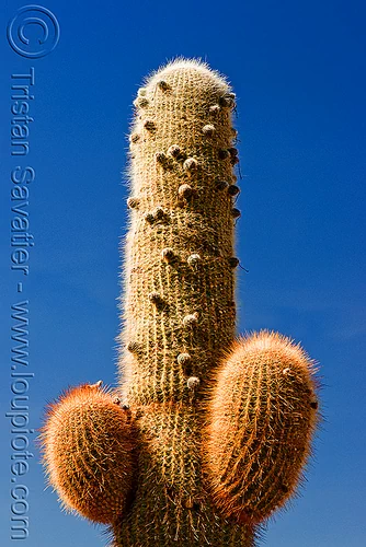 Cardon Cactus (Argentina)
