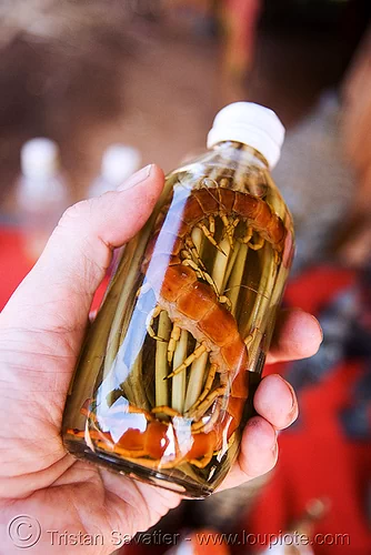 centipede wine - laos, alcohol, brown, chilopoda, giant centipede, lao-lao, liquor, luang prabang, myriapoda, orange, pak ou caves temples, rice wine, scolopendridae, scolopendromorpha, southeast asia, vodka, whisky village, yellow