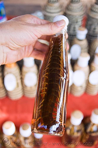 centipede wine - laos, alcohol, brown, chilopoda, giant centipede, lao-lao, liquor, luang prabang, myriapoda, pak ou caves temples, rice wine, scolopendridae, scolopendromorpha, southeast asia, vodka, whisky village, yellow