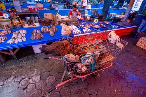 chicken and fish at the rantepao marker, birds, chicken, poultry, tana toraja, woman