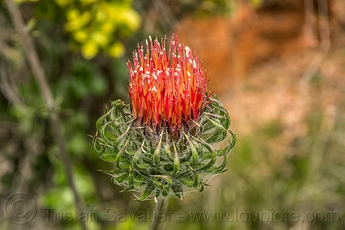 cobweb thistle flower (california), pinnacles national park, plants, wild flower