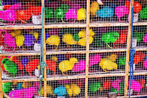 colored chicks in cages, baby animal, baby chickens, bird cage, birds, colored chicks, colorful, poultry, rainbow colors