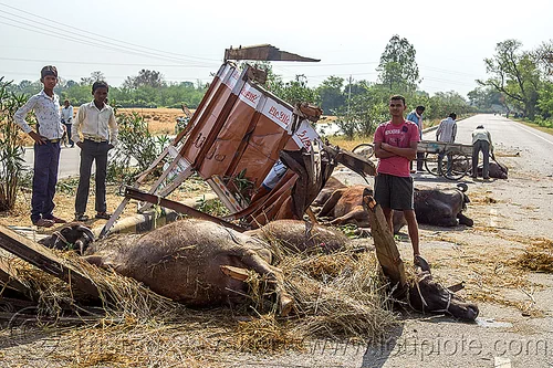 dead and injured water buffaloes spilled on road after truck accident (india), carcass, carcasses, cows, crash, dead, hay, injured, laying, men, road, traffic accident, truck accident, water buffaloes