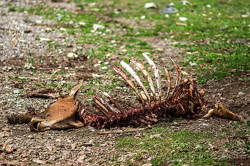 dead cow carcass (india), carcass, carrion, dead cow, decomposing, head, rib cage, ribs, roadkill, skeleton, spine