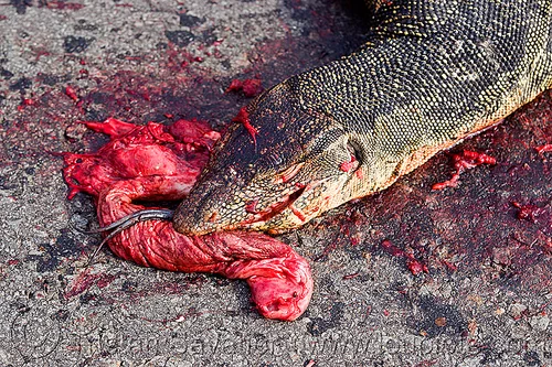 dead monitor lizard, borneo, carcass, carrion, dead, giant lizard, gory, guts, head, malaysia, monitor lizard, road kill, varanus salvator macromaculatus, water monitor, wildlife
