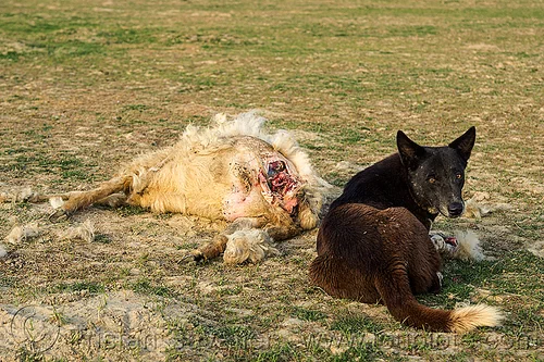dead sheep and stray dog, carcass, carrion, dead animal, dead sheep, decomposed, decomposing, field, putrefied, stray dog