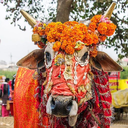decorated holy cow, decorated, hindu pilgrimage, hinduism, holy bull, holy cow, kumbh mela, marigold flowers, sacred bull, sacred cow