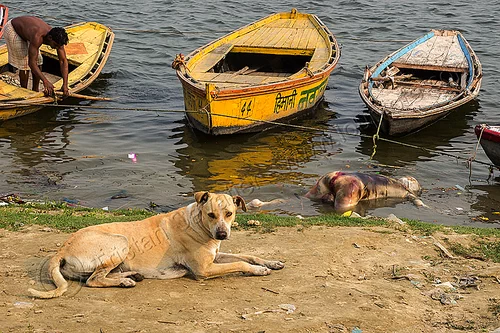 dog near decomposed body floating on the ganges river (india), bloated, blood, cadaver, corpse, dead, death, decomposed body, decomposing, floating, ganga, ganges river, hindu, hinduism, human remains, laying, man, mooring, putrefied, resting, river bank, river boats, stray dog, varanasi