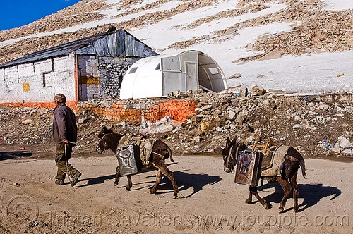 donkeys with jerrycans - chang-la pass - ladakh (india), asinus, chang pass, chang-la pass, donkeys, equus, jerrycans, ladakh, man, mountain pass, mountains, snow patches, working animals