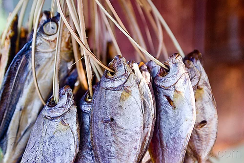 dried fishes on strings, dried, dry fish, fishes, food, hanging, preserved fish, rattan, salted fish, smoked fish, string