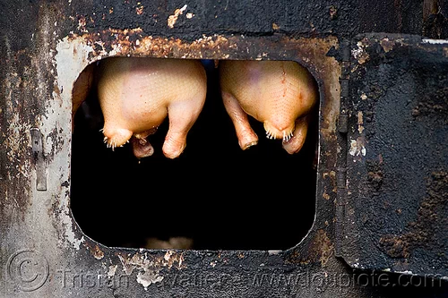 ducks in oven, cooking, door, ducks, food, kuala lumpur, malaysia, oven, plucked, poultry, raw meat, tails