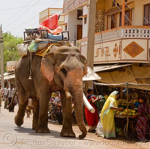 elephant in the street (india), asian elephant, elephant riding, elephant tusks, mahout, man