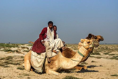 farmers with their camels (india), camel muzzle, double hump camels, flood plain, ganga, laying down, men, resting, riding, sand