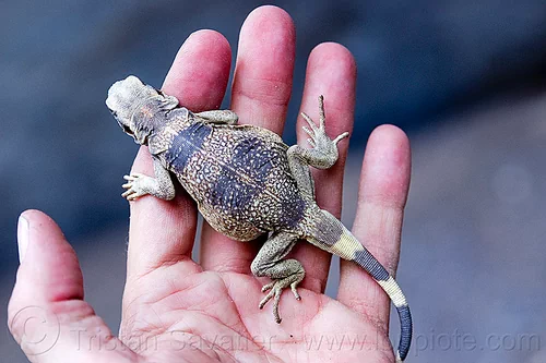 fat lizard in hand - chuckwalla, chuckwalla, death valley, grotto canyon, hand, lizard, sauromalus ater, wildlife