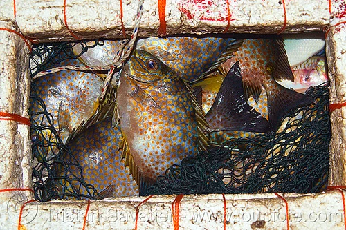 fishes with orange spots in floating net, borneo, dots, fishes, fresh fish, kelambu beach, malaysia, night, raw fish, spots, stryrofoam