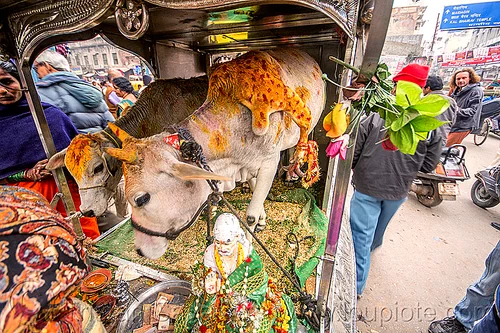 five legged cow (india), 5 legged cow, baby cow, calf, five legged cow, holy cow, leg, offerings, painted, polymelia, sai baba, varanasi
