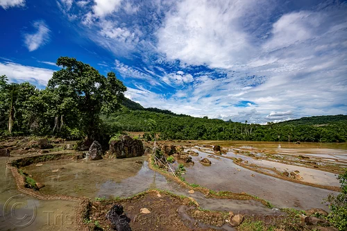 flooded rice paddy fields - terrace agriculture, agriculture, flooded paddies, flooded rice field, flooded rice paddy, landscape, rice fields, rice paddies, rice paddy fields, terrace farming, terrace fields, terraced fields