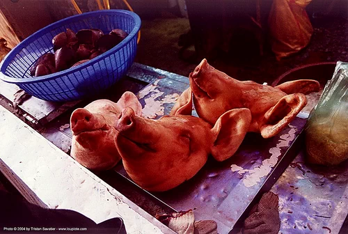 fresh pig heads in meat shop (seoul), korea, meat market, meat shop, pig heads, pigs heads, porks, raw meat, seoul