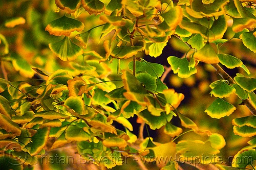 ginkgo biloba leaves, gingko biloba, ginkgo biloba, leaves, night, tree