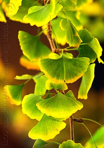ginkgo biloba leaves, gingko biloba, ginkgo biloba, leaves, night, plants, tree