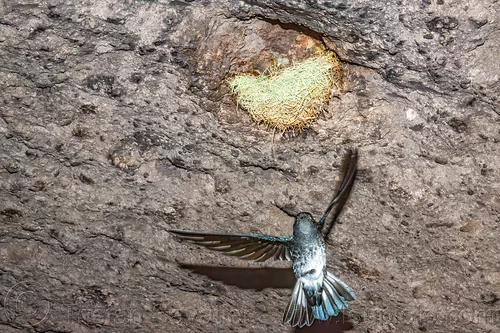 glossy swiftlet and nest - collocalia esculenta, bird nest, collocalia esculenta, flying, glossy swiftlet, wildlife