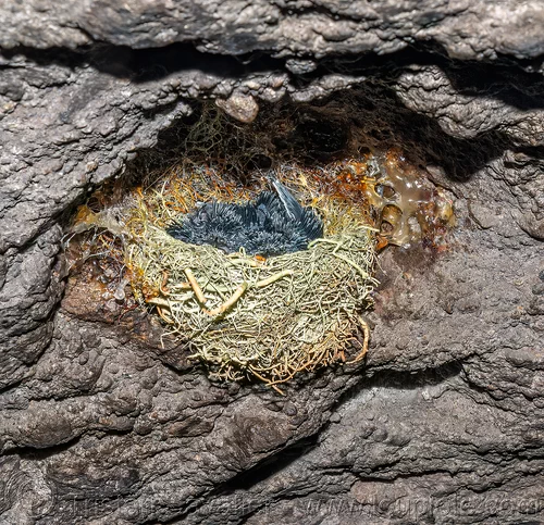 glossy swiftlet chicks in nest - collocalia esculenta, baby birds, bird nest, chicks, collocalia esculenta, glossy swiftlet, wildlife