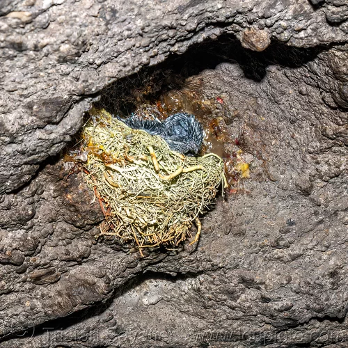 glossy swiftlet chicks in nest - collocalia esculenta, baby birds, bird nest, chicks, collocalia esculenta, glossy swiftlet, wildlife