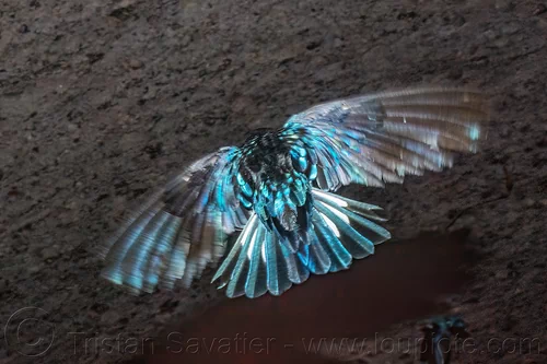 glossy swiftlet - collocalia esculenta, bird, collocalia esculenta, flying, glossy swiftlet, wildlife